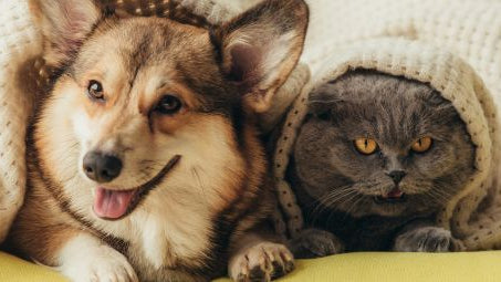 Cuidados com os animais de estimação no verão