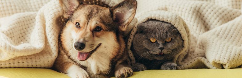 Cuidados com os animais de estimação no verão